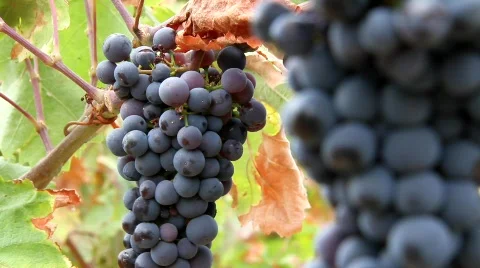 Merlot Stock Footage 850394