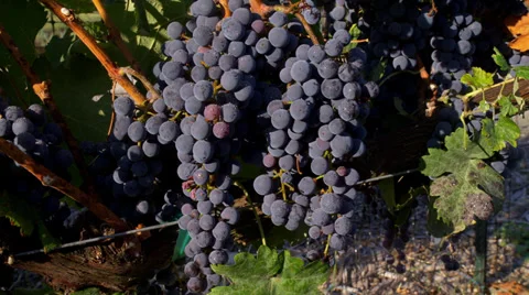 Merlot Wine Grapes 2 Stock Footage 35300055