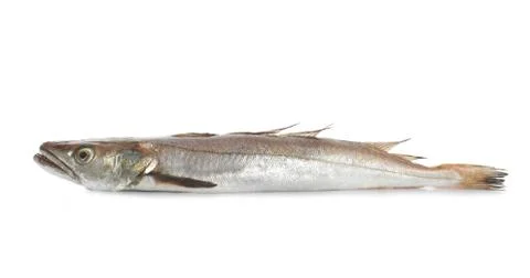 Merluccius merluccius Stock Photos