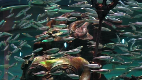 Mermaid statue surrounded by small fish Stock Footage 156006268