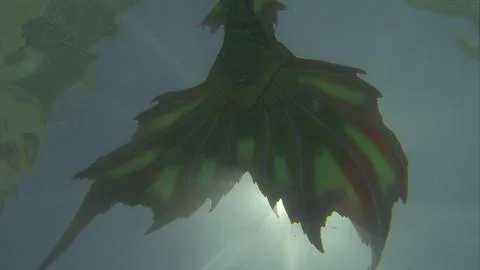 Mermaid Tail Stock Photos