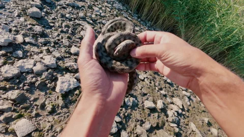 The merman pretends to be dead when he is in danger. From the first person. Stock Footage 316842305