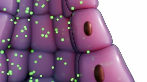 Merocrine Secretion, Cellular Physiology and Mucus Production. Stockillustratie