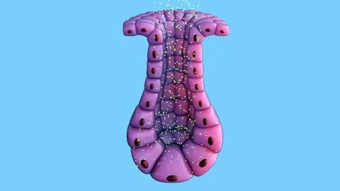 Merocrine Secretion, Cellular Physiology and Mucus Production. Stockillustratie