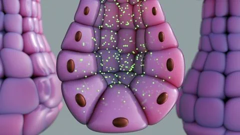 Merocrine Secretion, Cellular Physiology and Mucus Production. Stockillustratie