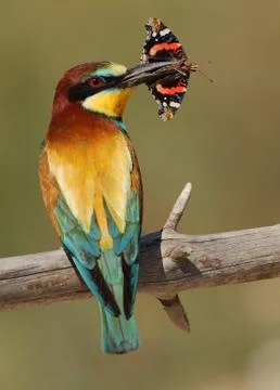 Merops apiaster bee-eater with a butterfly Stock Photos