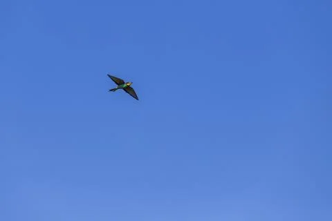 Merops apiaster - A bee-eater colorful bird in the wild flies over a meadow.. Stock Photos