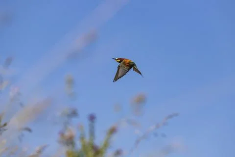 Merops apiaster - A bee-eater colorful bird in the wild flies over a meadow.. Foto stock