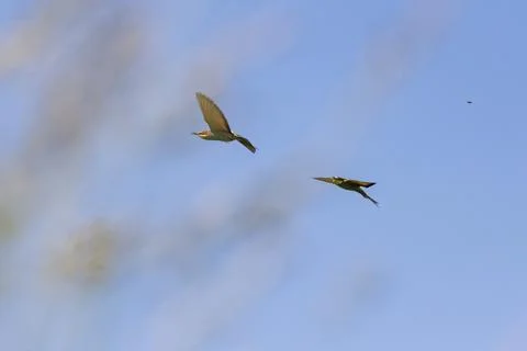 Merops apiaster - A bee-eater colorful bird in the wild flies over a meadow.. Stock Photos