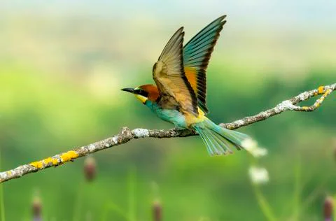 Merops apiaster bee-eater Stock Photos