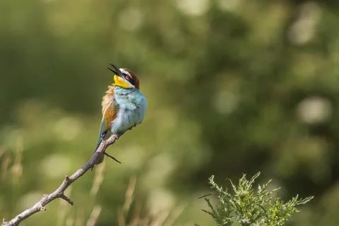 Merops apiaster colorful bird on nice green background Stock Photos