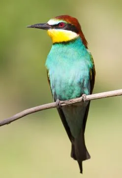 Merops apiaster. Common bee-eater. Close-up Stock-Fotos