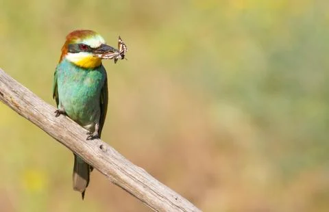 Merops apiaster, common bee-eater. With a butterfly in its beak Stock Photos