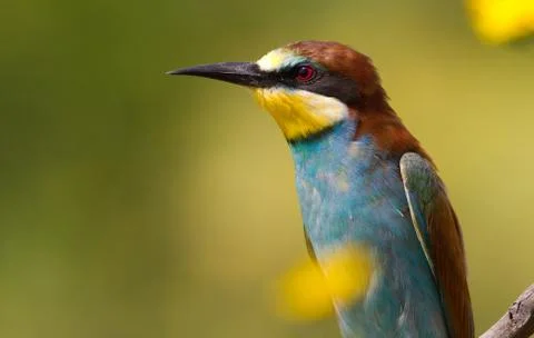 Merops apiaster, common bee-eater. Close-up Stock Photos