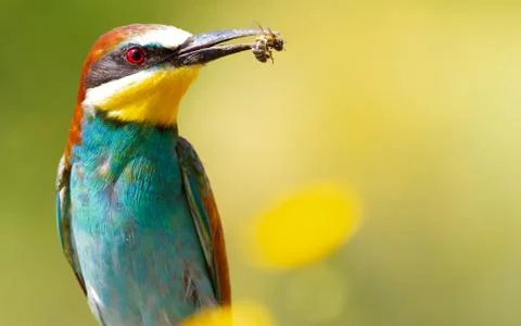 Merops apiaster, common bee-eater. With a bee in its beak Foto stock