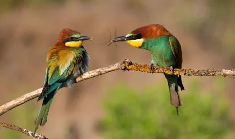 Merops apiaster, common bee-eater, ?uropean bee eater. Early morning a family Stock-Fotos