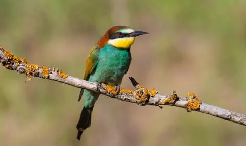 Merops apiaster, common bee-eater, ?uropean bee eater. Early morning a bird s Foto stock