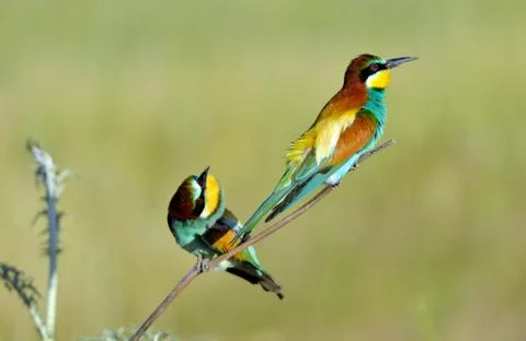 Merops apiaster couple on the branch Foto stock