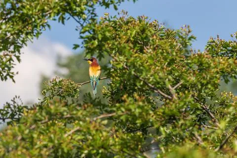 Merops apiaster - European bee-eater colorful bird on a nice green background Stock Photos