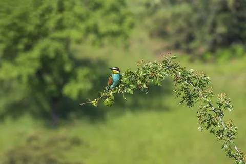 Merops apiaster - European bee-eater colorful bird on a nice green backgrou.. Stock Photos