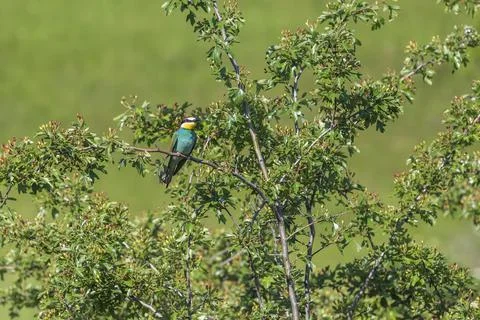 Merops apiaster - European bee-eater colorful bird on a nice green backgrou.. Stock Photos