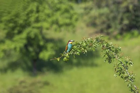 Merops apiaster - European bee-eater colorful bird on a nice green backgrou.. Stock Photos