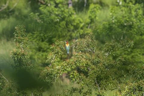 Merops apiaster - European bee-eater colorful bird on a nice green backgrou.. Stock Photos