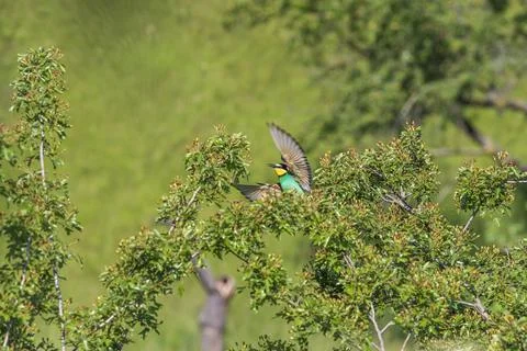 Merops apiaster - European bee-eater colorful bird on a nice green backgrou.. Foto stock