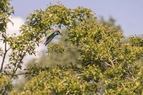 Merops apiaster - European bee-eater colorful bird on a nice green backgrou.. Foto stock