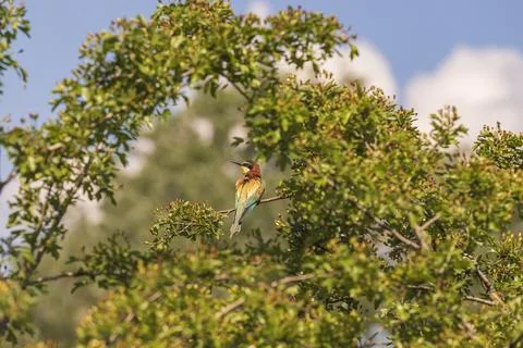 Merops apiaster - European bee-eater colorful bird on a nice green backgrou.. Stock Photos
