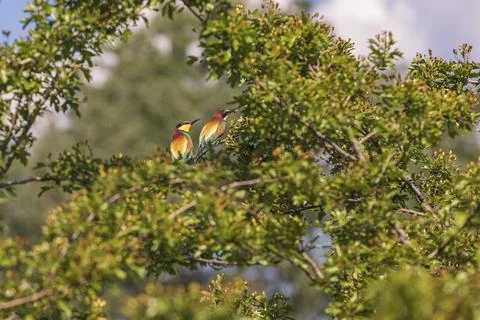 Merops apiaster - European bee-eater colorful bird on a nice green backgrou.. Stock Photos