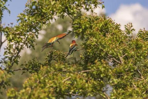 Merops apiaster - European bee-eater colorful bird on a nice green backgrou.. Foto stock