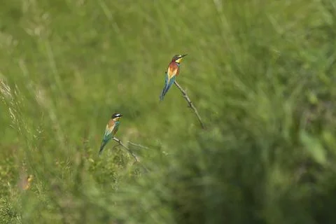 Merops apiaster - European bee-eater colorful bird on a nice green backgrou.. Foto stock