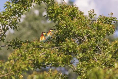 Merops apiaster - European bee-eater colorful bird on a nice green backgrou.. Stock Photos