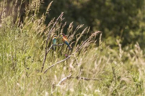 Merops apiaster - European bee-eater colorful bird on a nice green backgrou.. Stock Photos