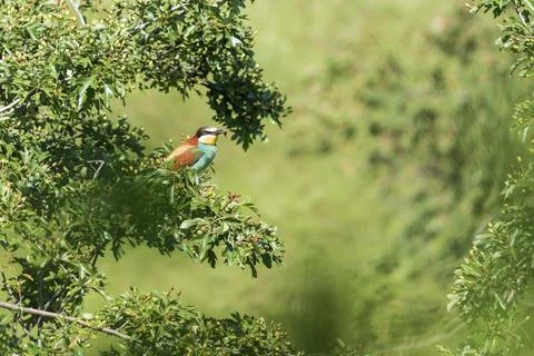 Merops apiaster - European bee-eater colorful bird on a nice green backgrou.. Stock Photos