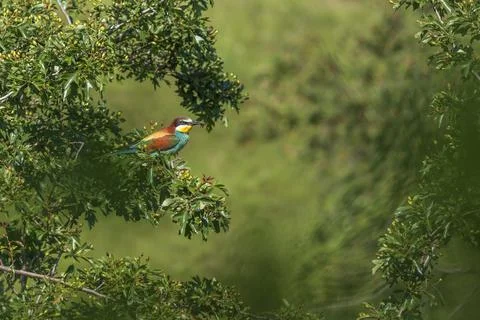 Merops apiaster - European bee-eater colorful bird on a nice green backgrou.. Stock Photos