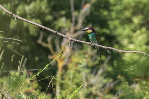 Merops apiaster - European bee-eater colorful bird on a nice green backgrou.. Stock Photos