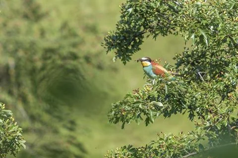 Merops apiaster - European bee-eater colorful bird on a nice green backgrou.. Foto stock