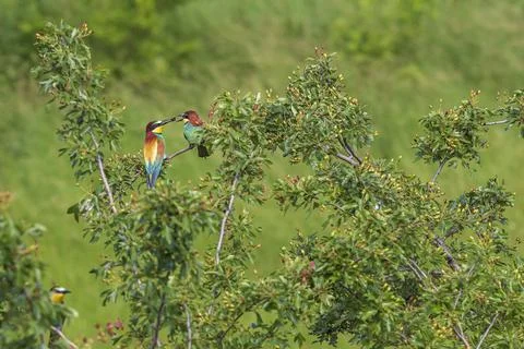 Merops apiaster - European bee-eater colorful bird on a nice green backgrou.. Stock Photos