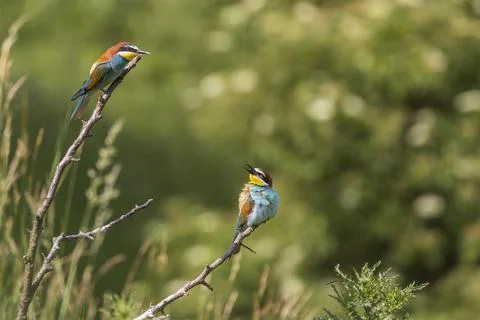 Merops apiaster - European bee-eater colorful bird on a nice green backgrou.. Stock Photos