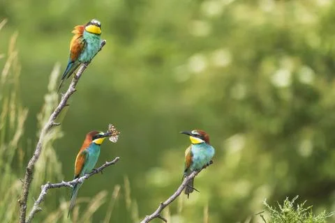 Merops apiaster - European bee-eater colorful bird on a nice green backgrou.. Stock Photos