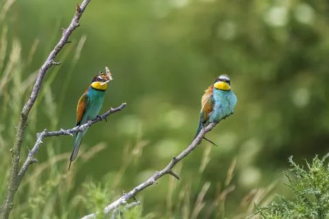Merops apiaster - European bee-eater colorful bird on a nice green backgrou.. Stock Photos