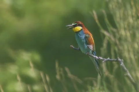Merops apiaster - European bee-eater colorful bird on a nice green backgrou.. Stock Photos
