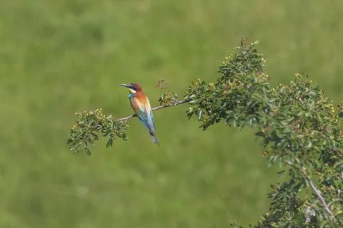 Merops apiaster - European bee-eater colorful bird on a nice green backgrou.. Stock Photos