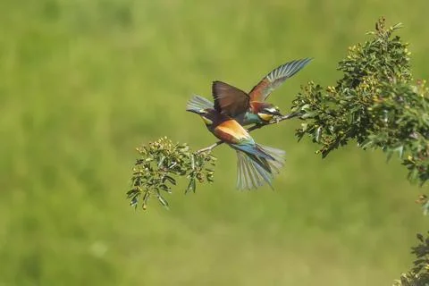 Merops apiaster - European bee-eater colorful bird on a nice green backgrou.. Stock Photos