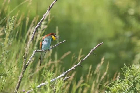 Merops apiaster - European bee-eater colorful bird on a nice green backgrou.. Stock Photos