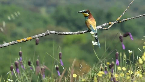Merops apiaster Stock Footage 95969398