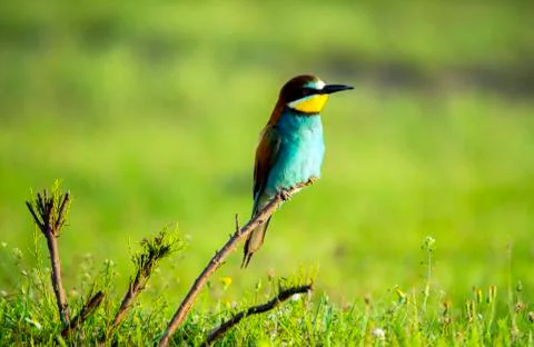 Merops apiaster Foto stock