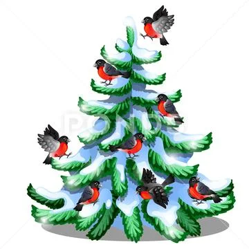 Merry bullfinches sit on a snowy spruce isolated on white background. Sample of Stock Illustration